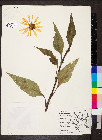 Helianthus tuberosus image