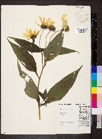 Helianthus tuberosus image