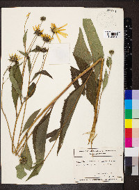 Helianthus tuberosus image