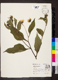 Helianthus tuberosus image