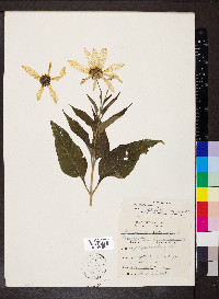 Helianthus tuberosus image