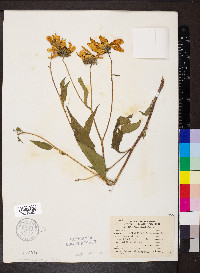 Helianthus tuberosus image