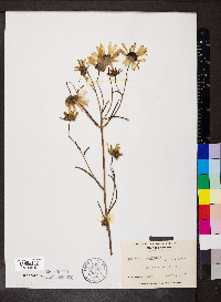 Helianthus angustifolius image