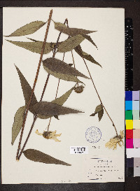 Helianthus divaricatus image