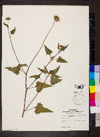 Helianthus debilis image