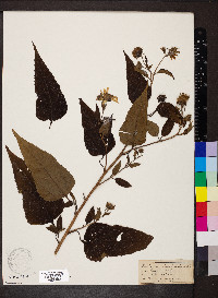 Helianthus decapetalus image