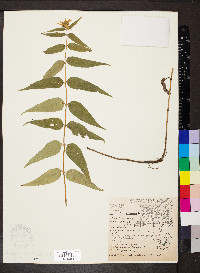 Helianthus hirsutus image