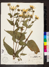 Helianthus hirsutus image