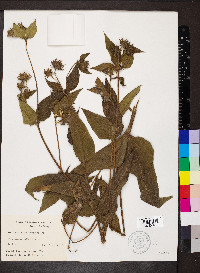 Helianthus hirsutus image