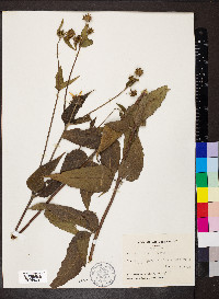 Helianthus hirsutus image