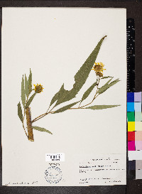 Helianthus grosseserratus image