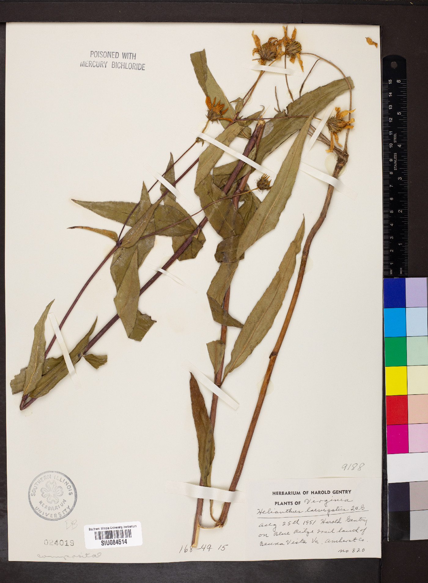 Helianthus laevigatus image