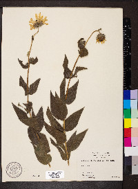 Helianthus mollis image