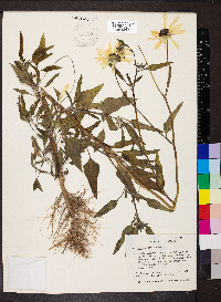 Helianthus petiolaris image