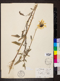 Helianthus petiolaris image