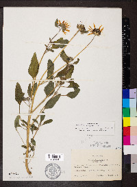 Helianthus petiolaris image