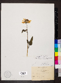 Helianthus pauciflorus subsp. pauciflorus image