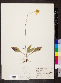 Helianthus occidentalis image