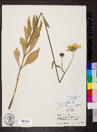 Helianthus pauciflorus image