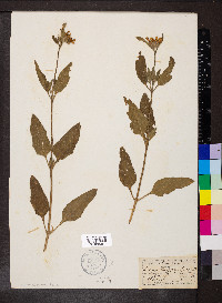 Helianthus pumilus image