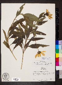 Helianthus pauciflorus subsp. pauciflorus image