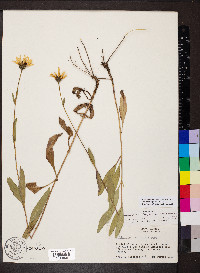 Helianthus pauciflorus image