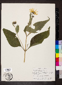 Helianthus tuberosus image