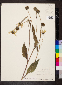 Helianthus tuberosus image