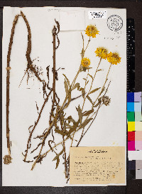 Helichrysum bracteatum image