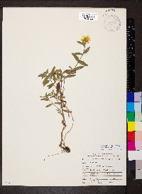 Heliomeris multiflora image