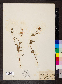 Heliomeris multiflora image