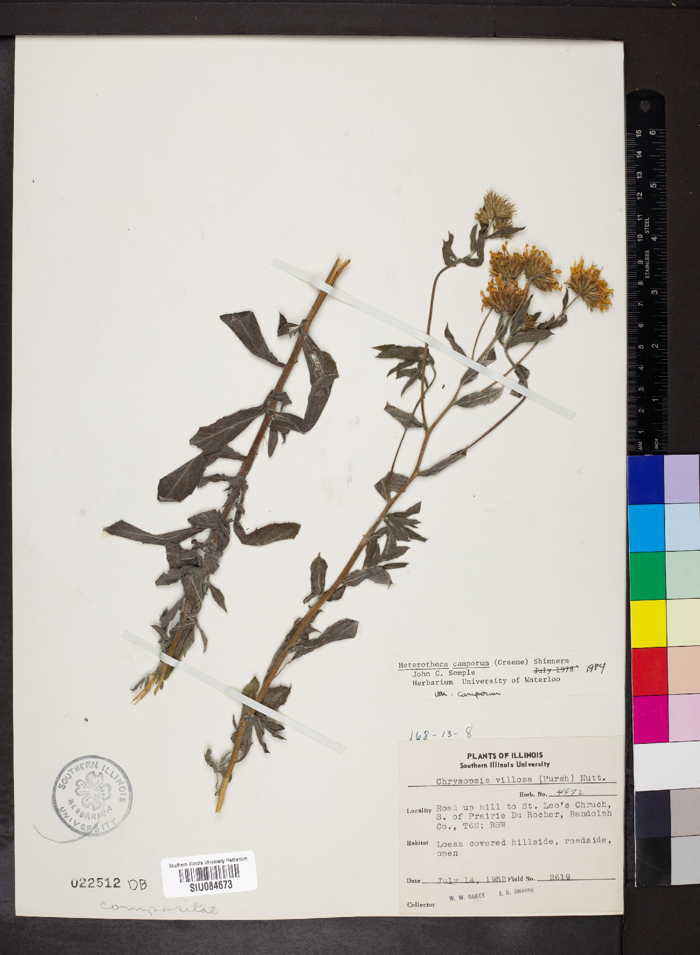 Heterotheca camporum var. camporum image