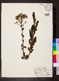 Hieracium scabrum image