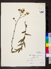 Hieracium umbellatum image