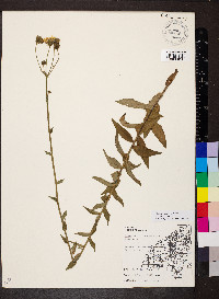 Hieracium canadense image