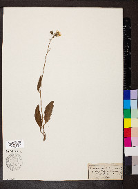 Hieracium murorum image