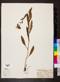 Hieracium prenanthoides image