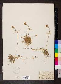 Hieracium pilosella image