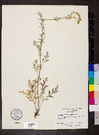 Hymenopappus scabiosaeus image