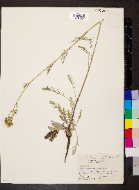 Hymenopappus scabiosaeus image