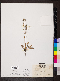 Hypochaeris glabra image