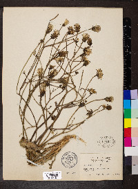 Hypochaeris radicata image