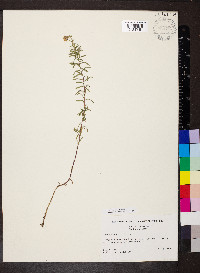 Ionactis linariifolia image