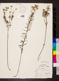 Ionactis linariifolia image