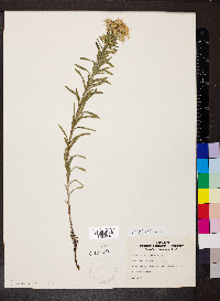 Ionactis linariifolia image