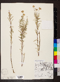 Ionactis linariifolia image