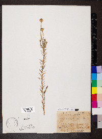 Ionactis linariifolia image