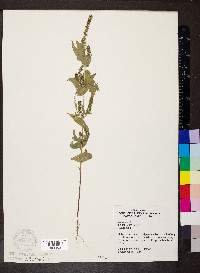 Iva annua image