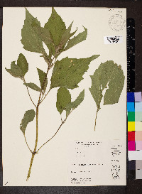 Iva annua image