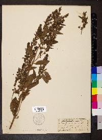 Iva frutescens image